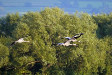 Cranes fledging 